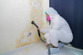 Environmental Consulting for Mold Prevention in Hoquiam, WA